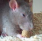 Ratties 2002