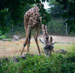 Roger Williams Zoo 2002