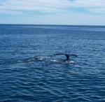 Whale Watch 