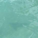 carnival cruise 2006 093