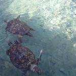 carnival cruise 2006 178