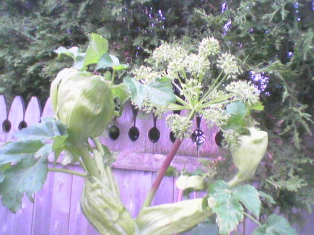 pic01.jpg