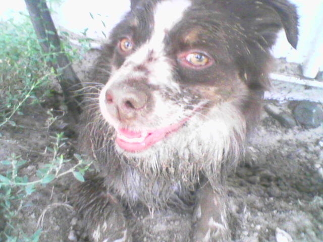 Mud Puppy (Foster)