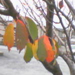 Phone Pics December 2005