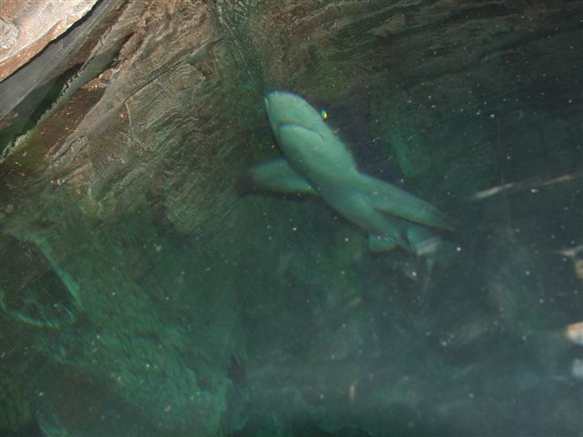 DSCF4542