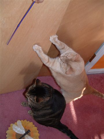 rachels scavenger hunt 016