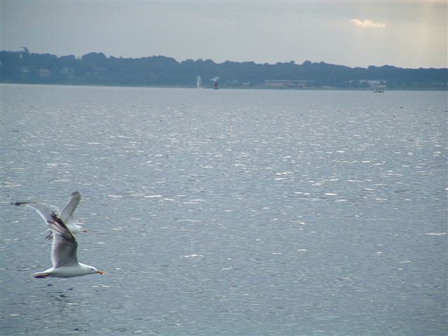 seagulls