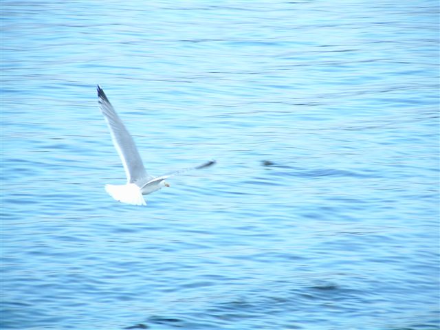 seagulls (4)