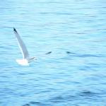 seagulls (4)