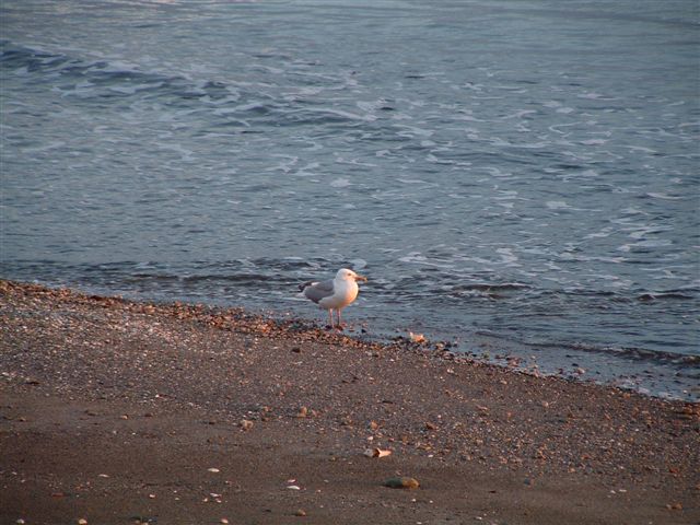 seagulls (5)