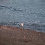 seagulls (5)