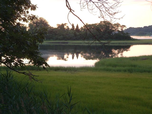 tree in water