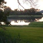 tree in water