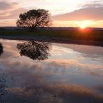 tree in water (4)