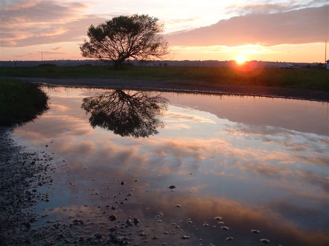 tree in water (5)