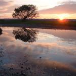 tree in water (5)