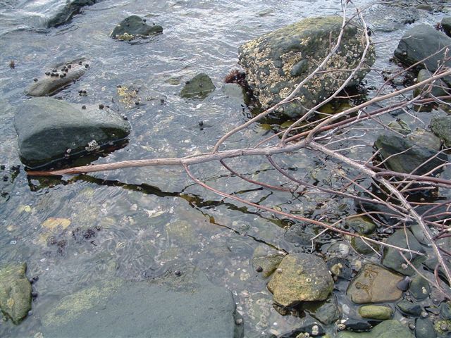 tree in water again