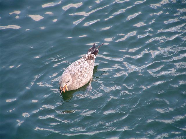 seal day 117