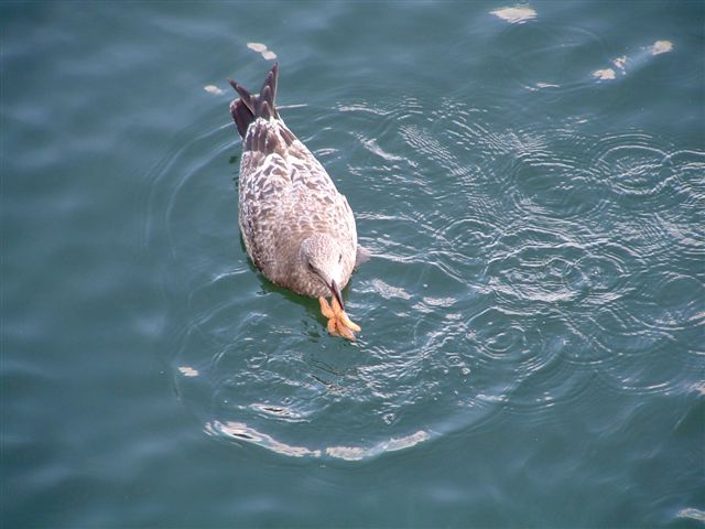 seal day 118