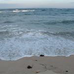 seal day 228