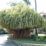 DSCF0379