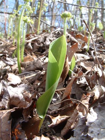 GROWTH IN HONOR OF SPRING TIME