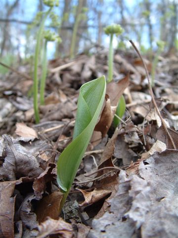 GROWTH IN HONOR OF SPRING TIME (1)