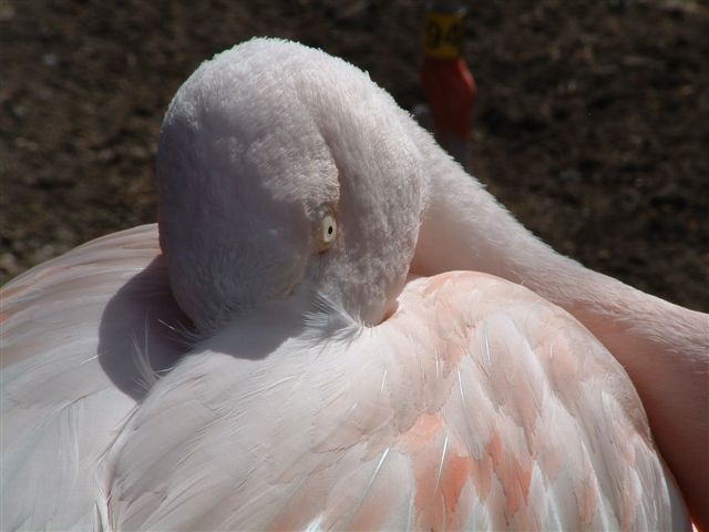 pinky extreme close up