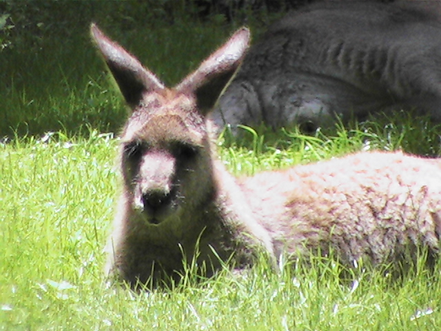 Fuzzy Wuzzy Was A Kangaroo