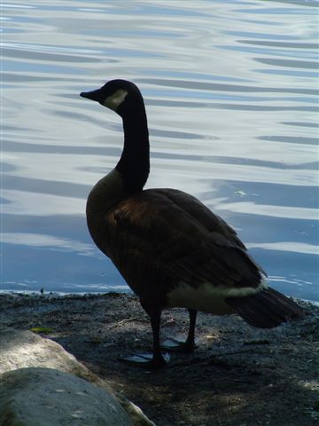 Goose