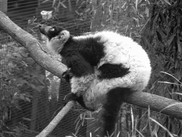 Lemur