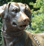 The Roger Williams Zoo Dog