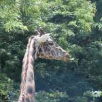 zoo hunt 126