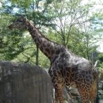 zoo hunt 130