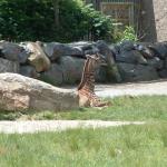 zoo hunt 132