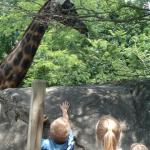 zoo hunt 144