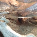 zoo hunt 206