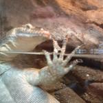zoo hunt 212