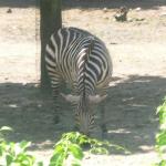 Roger Williams Park Zoo Hunt 002