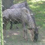 Roger Williams Park Zoo Hunt 010