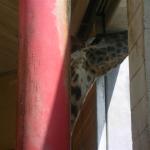 Roger Williams Park Zoo Hunt 028