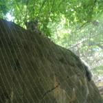 Roger Williams Park Zoo Hunt 053