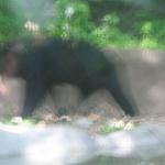 Roger Williams Park Zoo Hunt 057