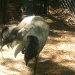 Roger Williams Park Zoo Hunt 061