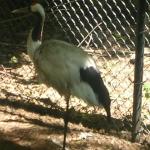 Roger Williams Park Zoo Hunt 063