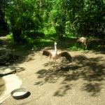 Roger Williams Park Zoo Hunt 093