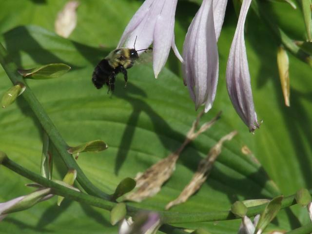 Bee in flight