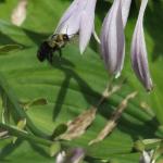 Bee in flight