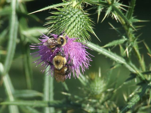 Bees on a thistle