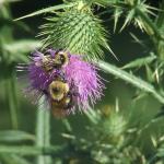 Bees on a thistle